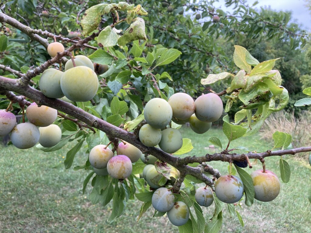 Greengages