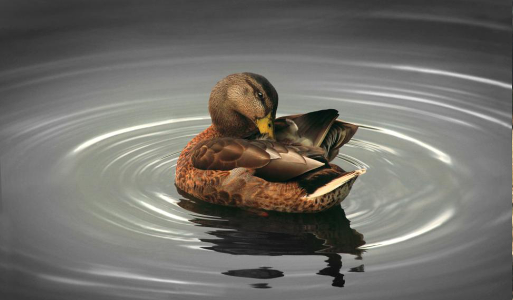Preening Duck