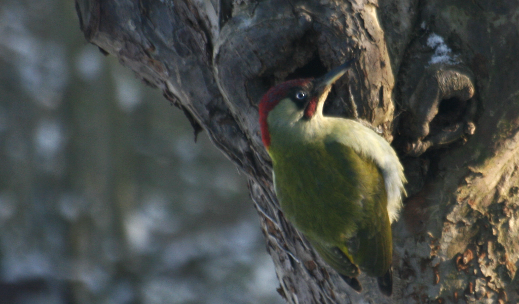 Green Woodpecker clinging to bark